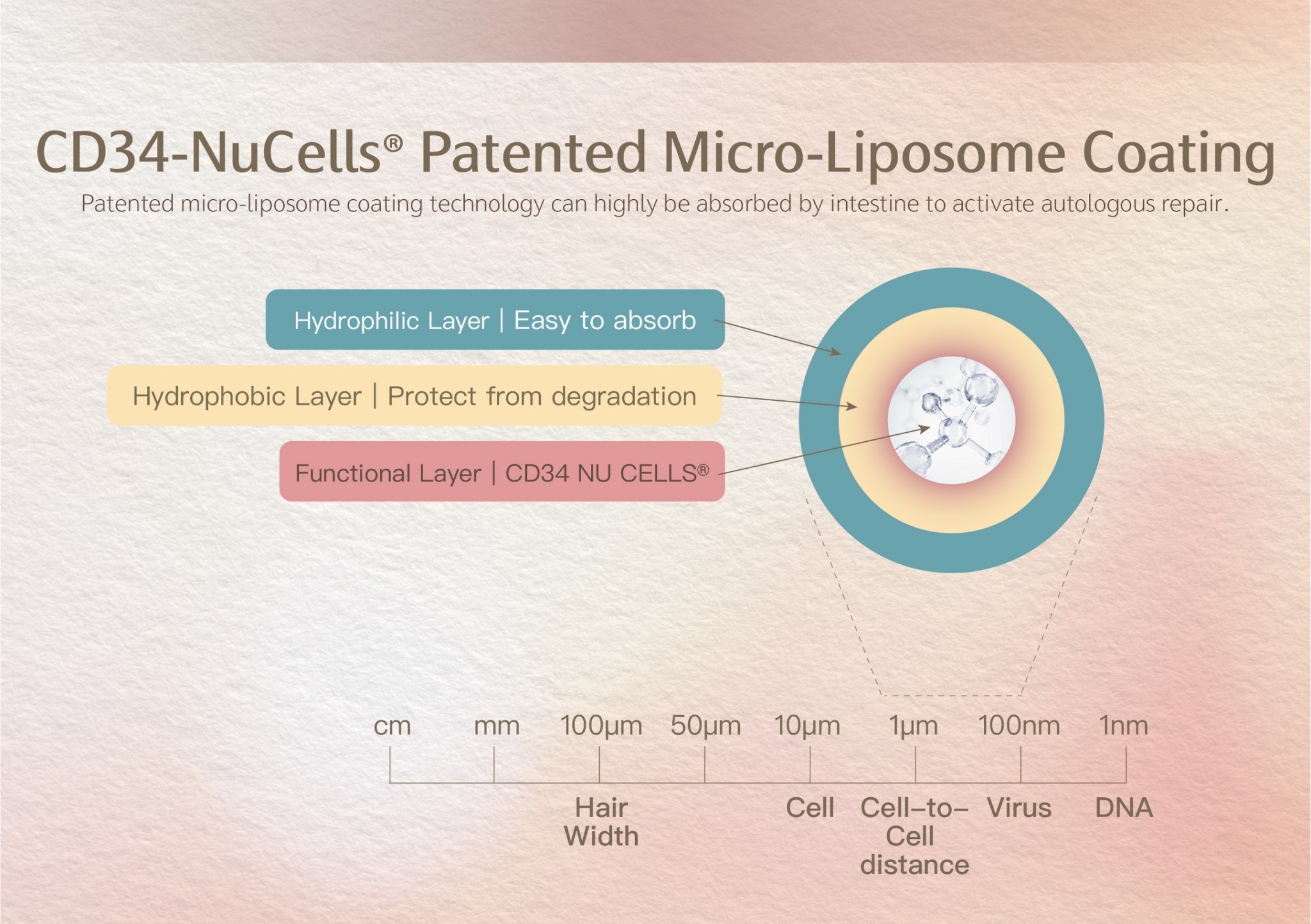 Beauty-Stem Biomedical Power-Stem Biomedical Stem-Cell Beauty-Stem Biomedical Power-Stem Biomedical CD34 Stem Cell